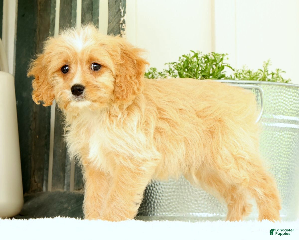 Cavapoo dogs Walker - Ad 2