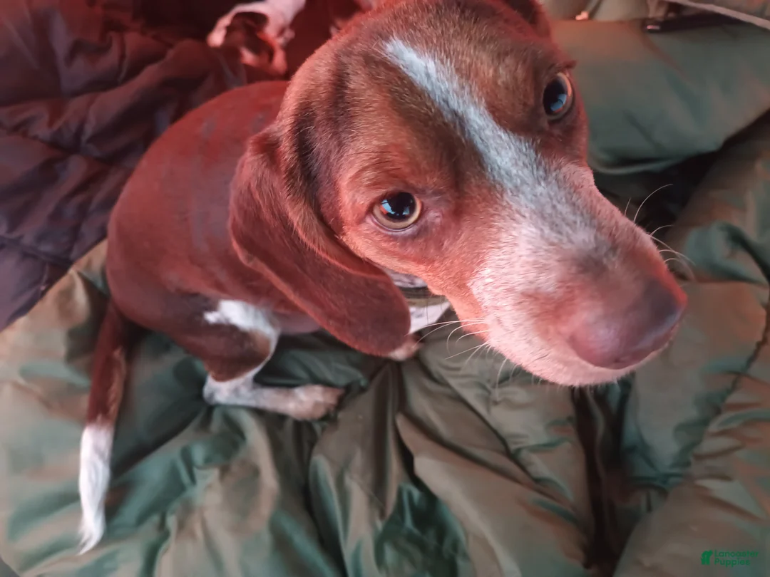 Beagle dogs for sale: Beagle Puppy 1 - Ad 2