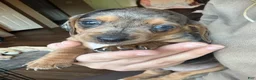 Dachshund dogs for sale: Dachshund 2 - Ad 6