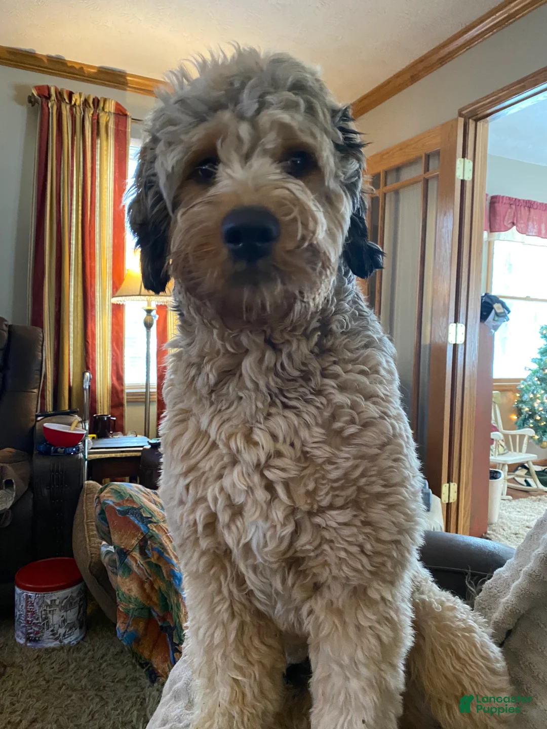 Bernedoodle dogs for stud: Weller - Ad 1