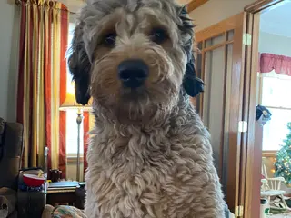 Bernedoodle dogs Weller - Ad 5