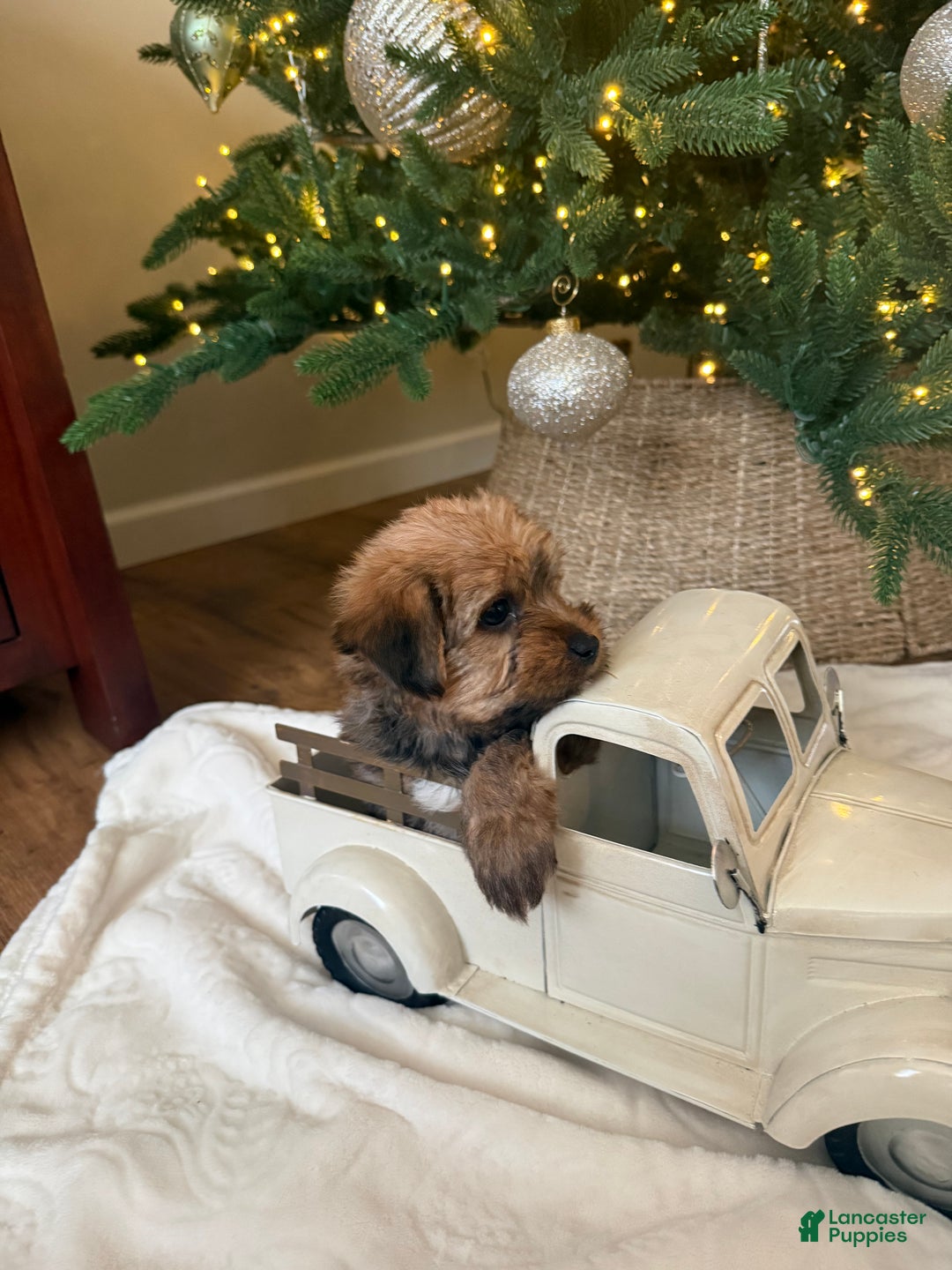 Mixed Breed dogs for sale: Teddy - Ad 4