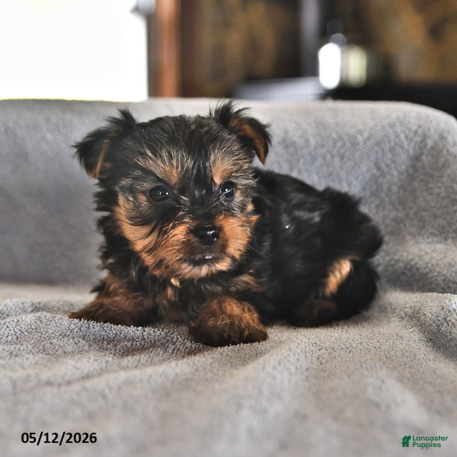 Yorkshire Terrier dogs Eenie - Ad 2