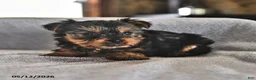 Yorkshire Terrier dogs for sale: Eenie - Ad 4