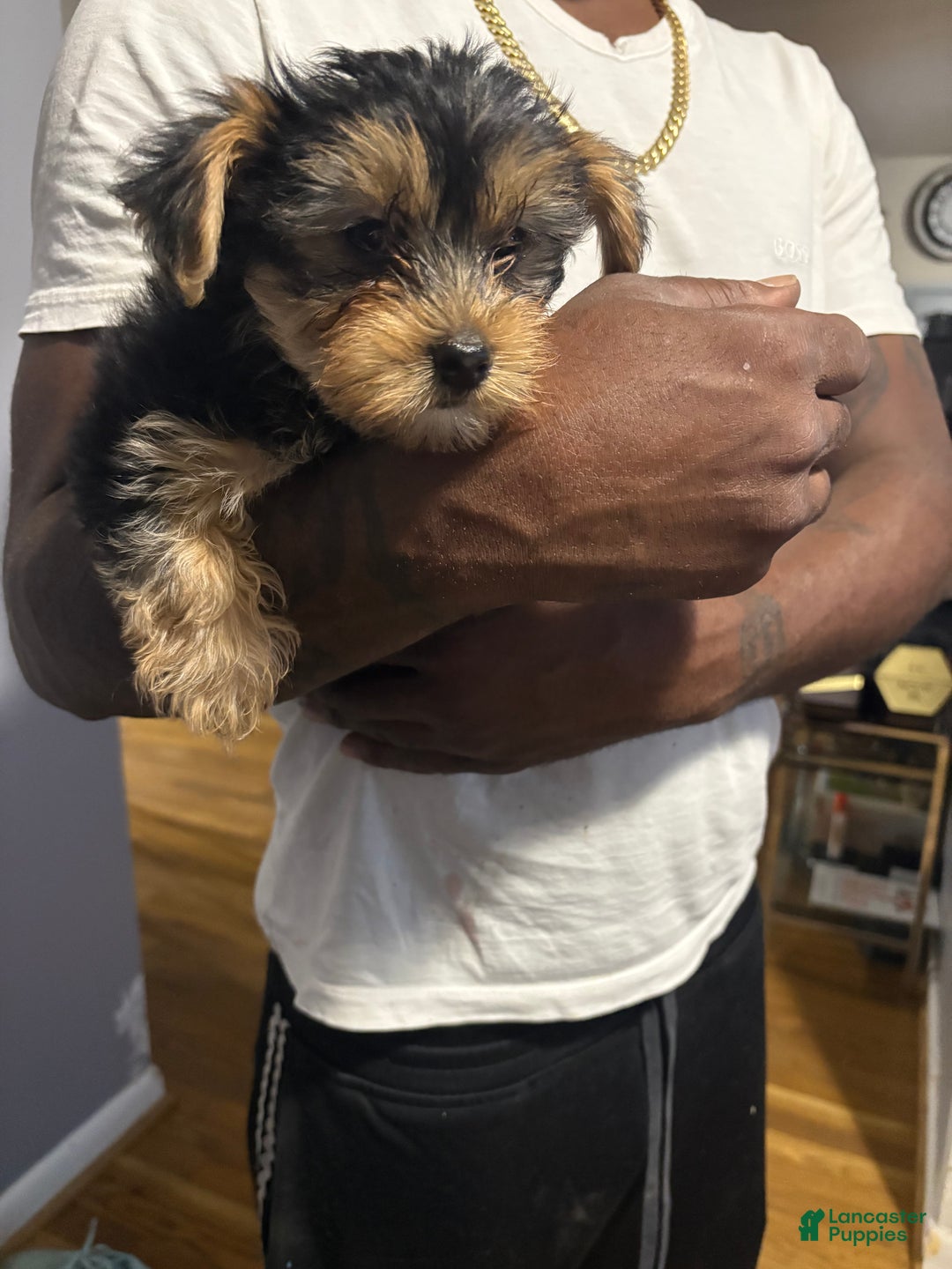 Yorkshire Terrier dogs for sale: Sam - Ad 4