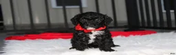Miniature Poodle dogs for sale:  Bobby - Ad 5