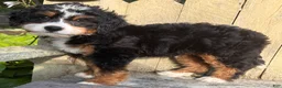 Mini Bernedoodle dogs for sale: 💚IN BOSTON MASSACHUSETTS AREA💚TRADITIONAL TRI COLOR💚MINI BERNEDOODLE BOY💚 - Ad 3