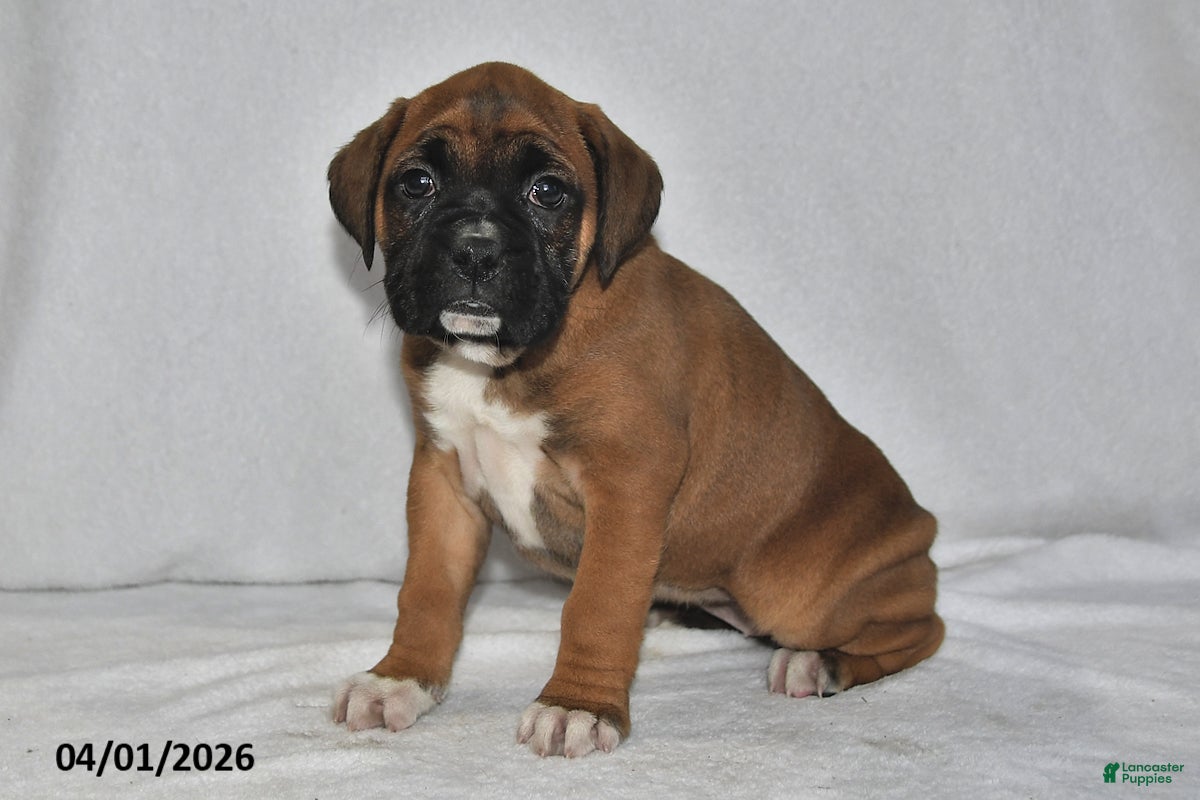 Boxer dogs Skyla - Ad 2