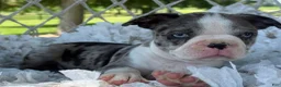 Boston Terrier dogs for sale: Mister - Ad 6