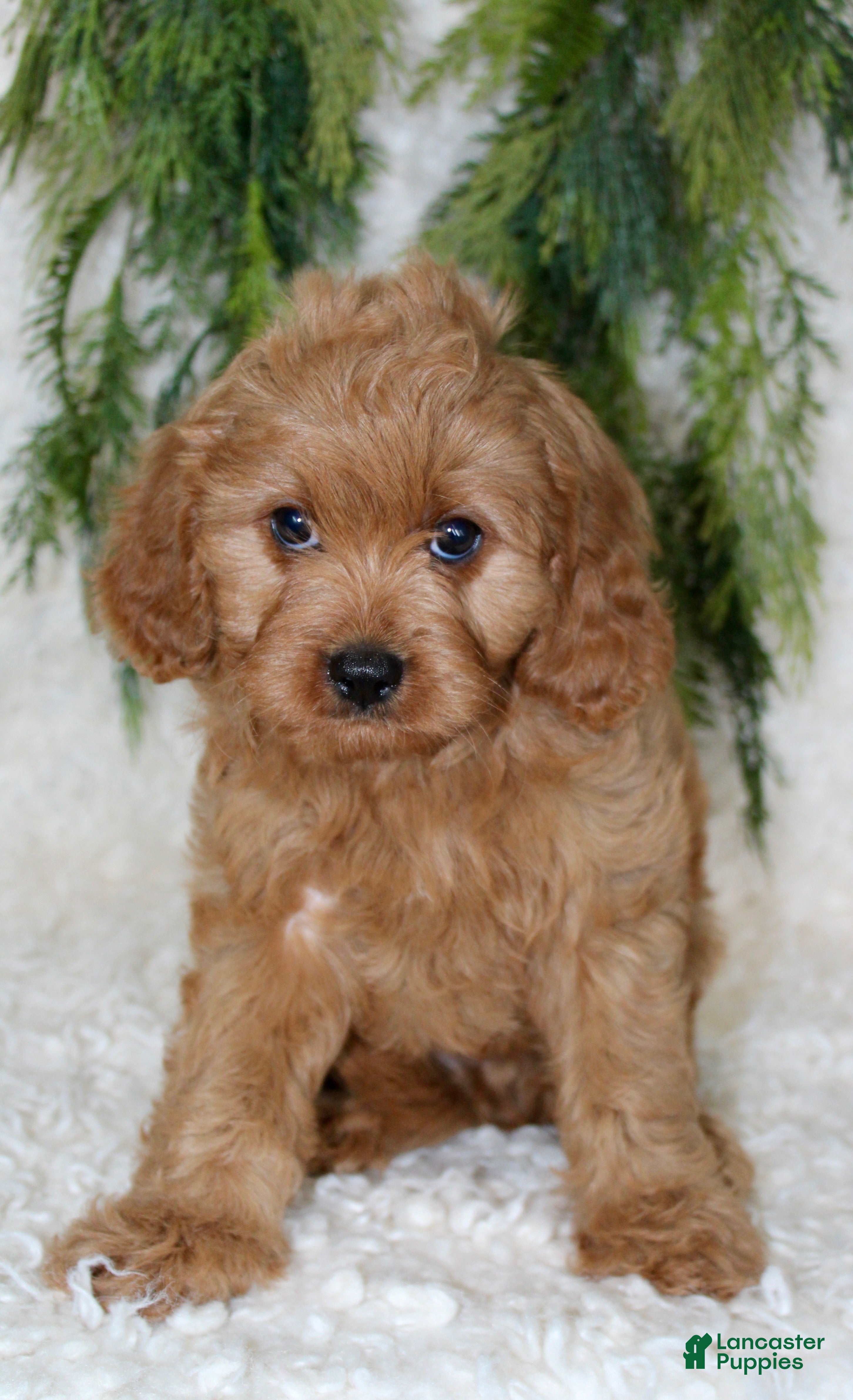 Cavapoo dogs Cavapoo 2 - Ad 12