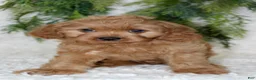 Cavapoo dogs for sale: Cavapoo 2 - Ad 1