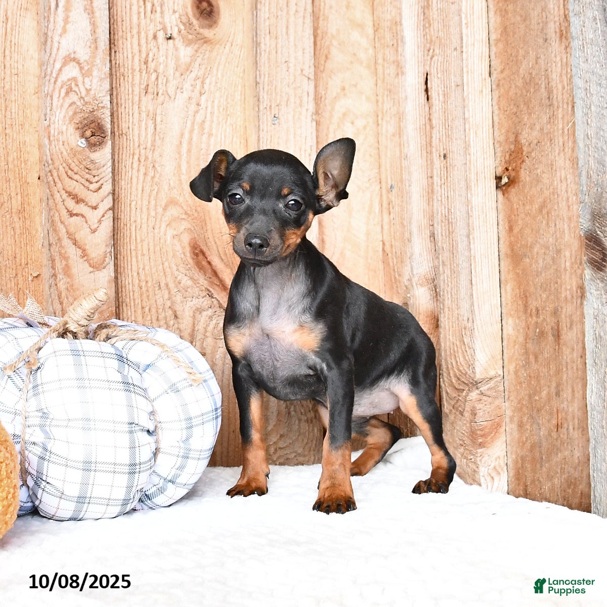 Miniature Pinscher dogs Lucy - Ad 15