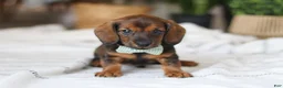 Miniature Dachshund dogs for sale: Bratwurst - Ad 3