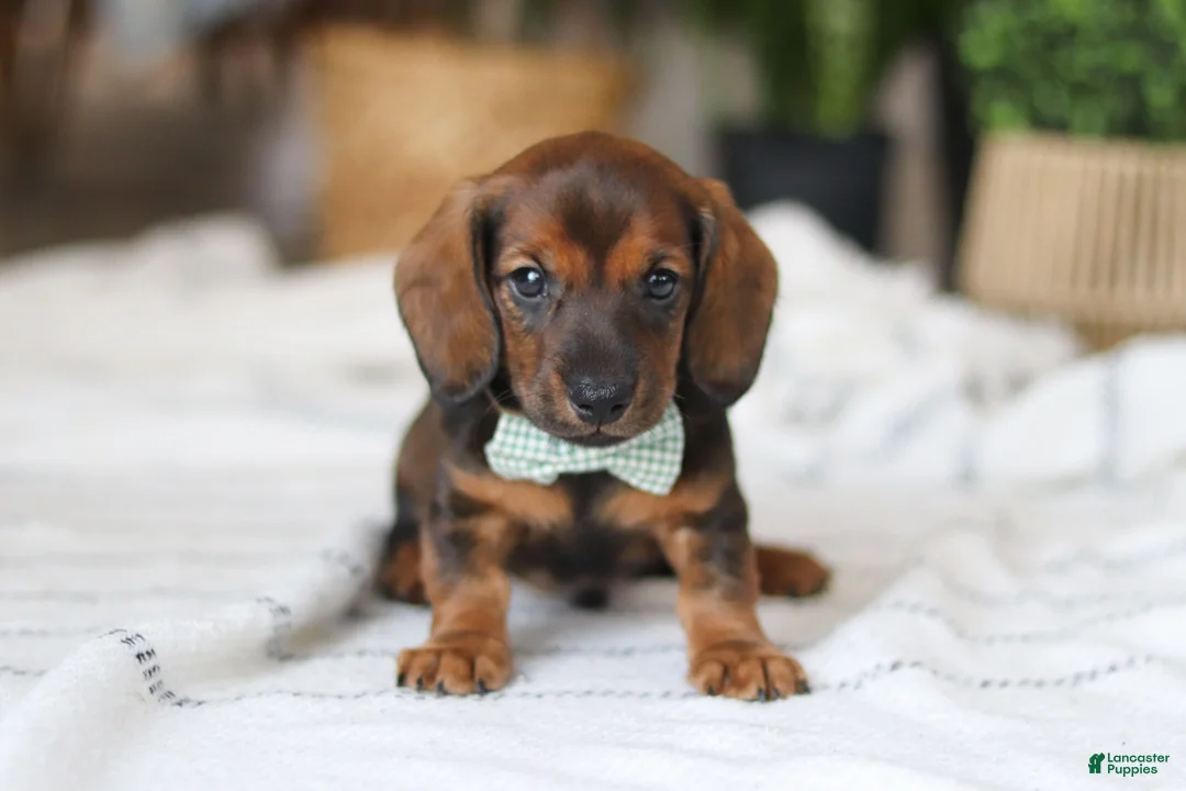 Miniature Dachshund dogs for sale: Bratwurst - Ad 3