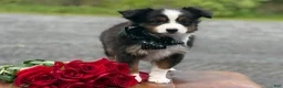 Toy Australian Shepherd dogs for sale: Tommy - Ad 3