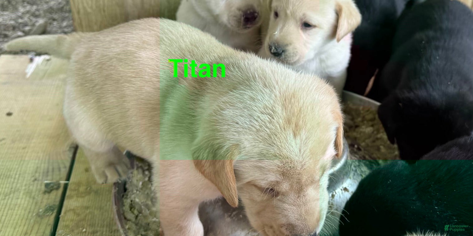 Labrador Retriever dogs for sale: yellow male Titan - Ad 4