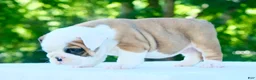 English Bulldog dogs for sale: Charlie - Ad 5