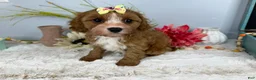 Cavapoo dogs for sale: Zoe  - Ad 12