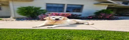 Golden Retriever dogs for sale: Mack - Ad 5