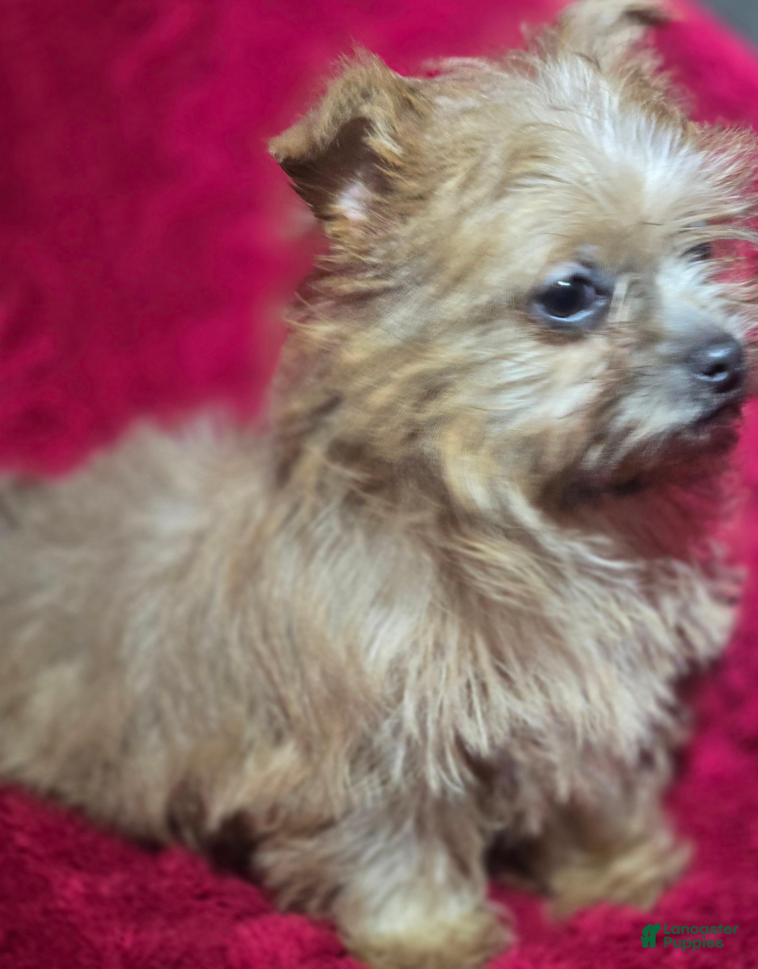 Shorkie dogs TEACUP Lucy - Ad 12