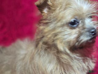 Shorkie dogs TEACUP Lucy - Ad 12