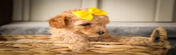 Miniature Poodle dogs for sale: Jimbo💙 - Ad 4