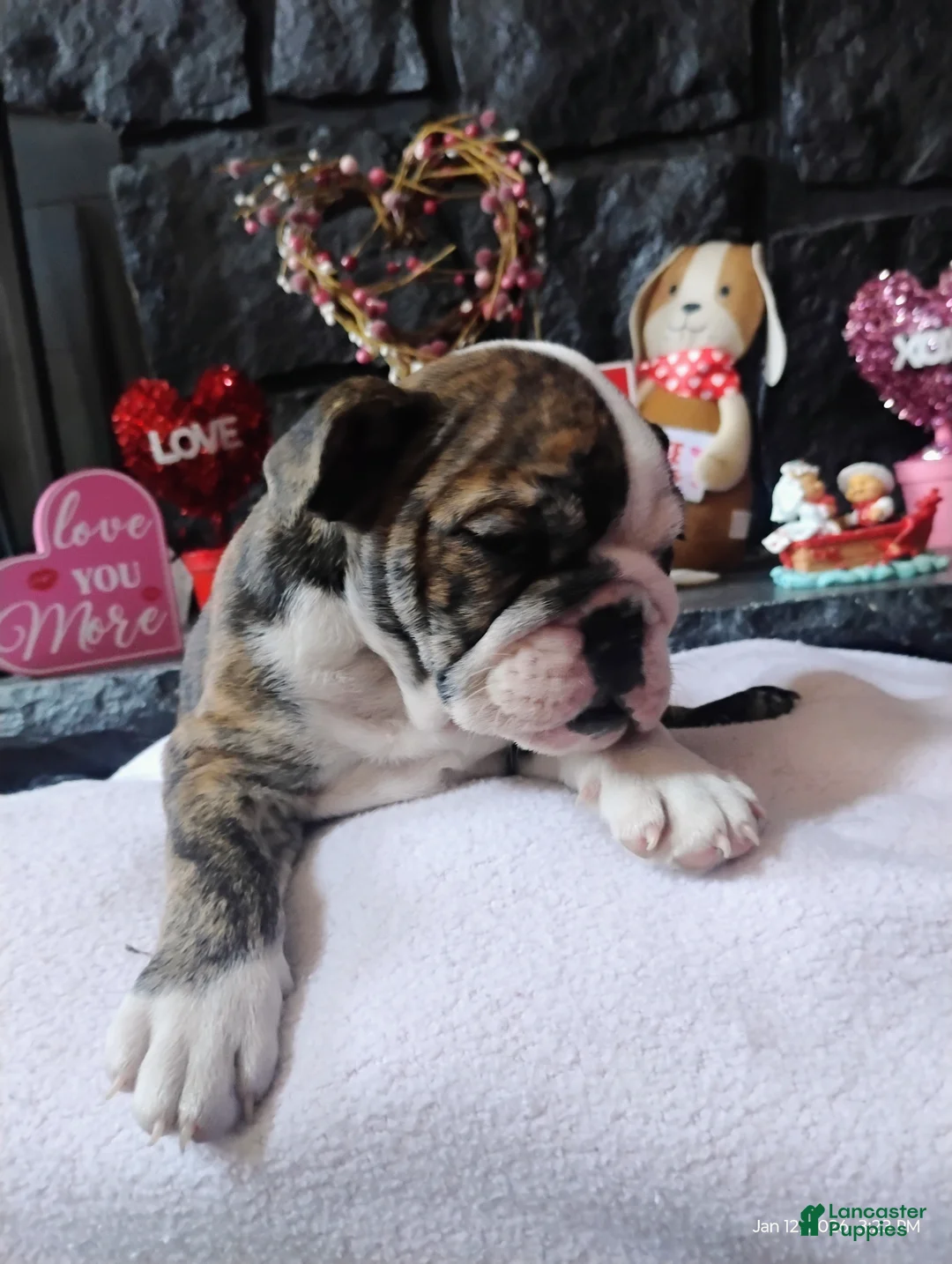English Bulldog dogs for sale: Hershey  - Ad 3