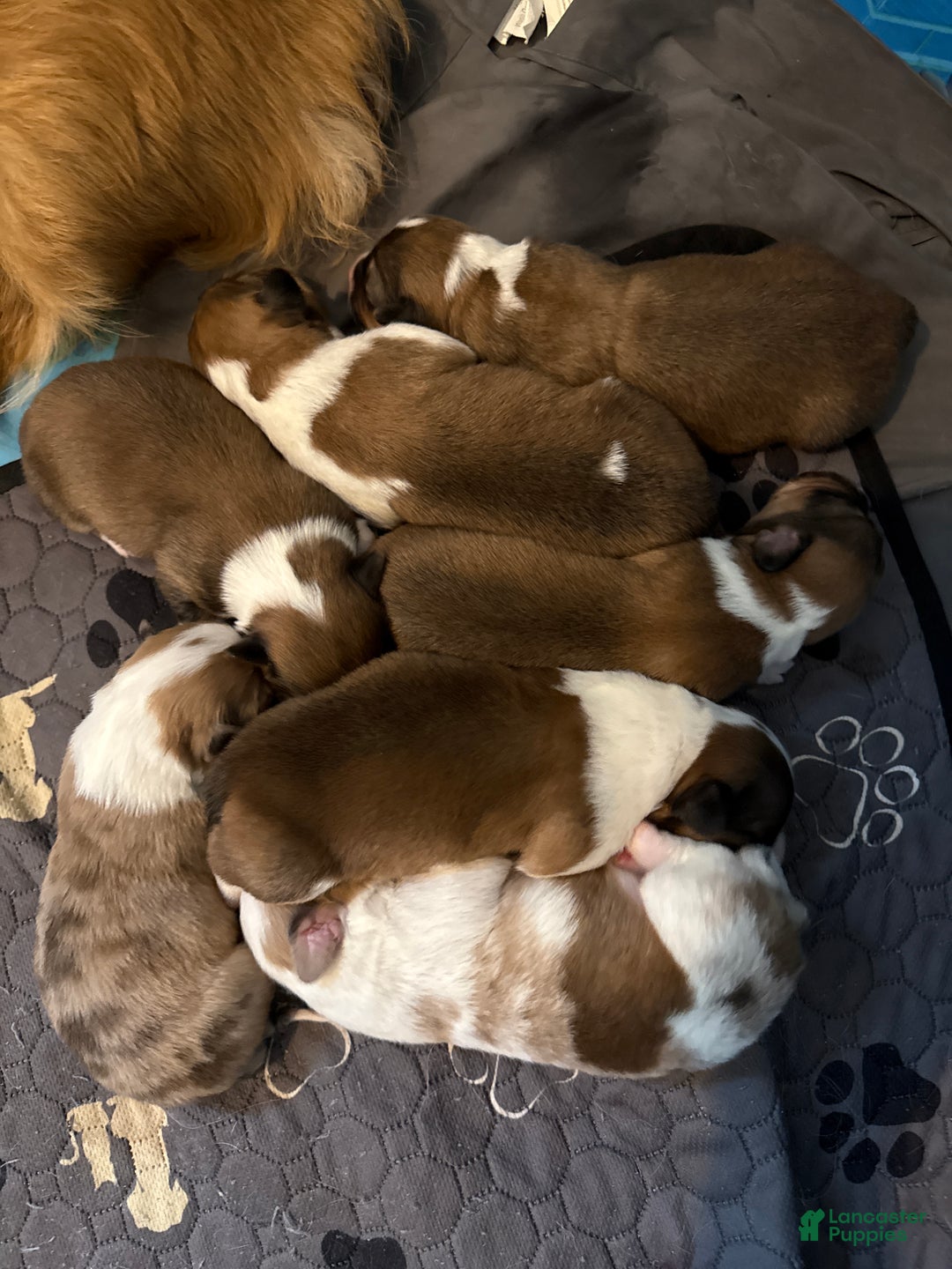 Welsh Corgi Pembroke dogs for sale: Welsh Corgi Pembroke Puppy 4 - Ad 8