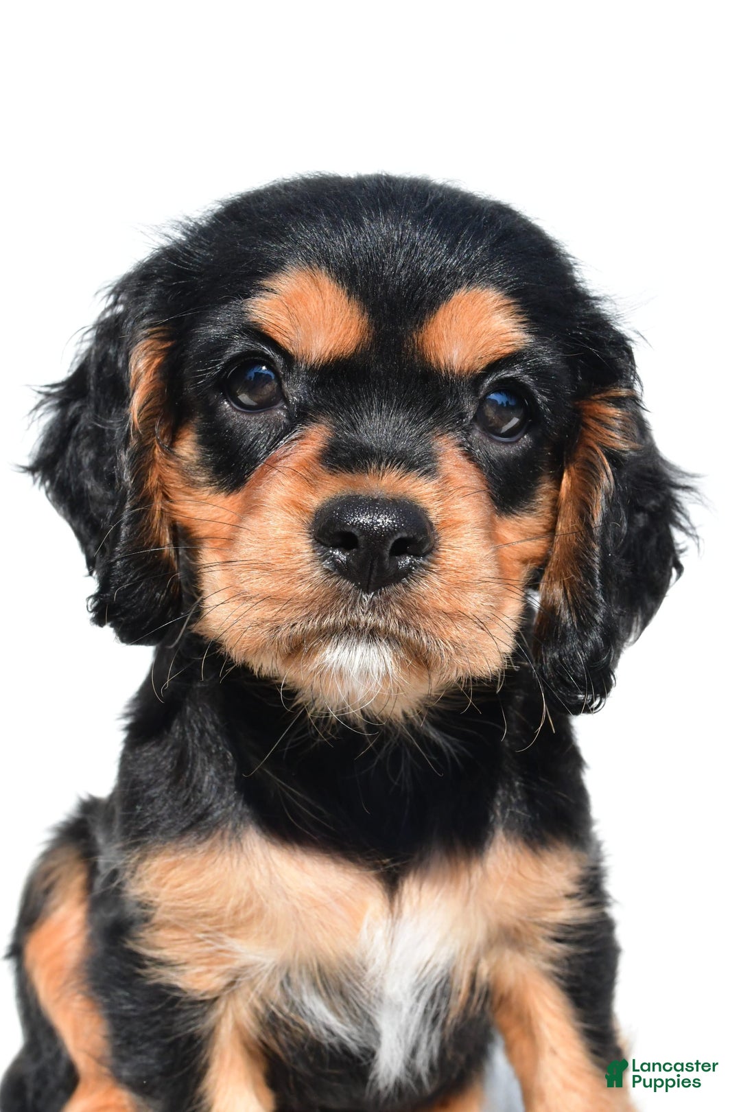 Cockalier dogs for sale: Vail - Ad 4