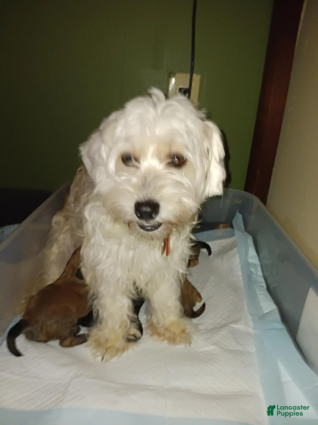 Soft Coated Wheaten Terrier dogs for sale: Soft Coated Wheaten Terrier 1 - Ad 1