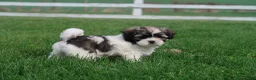 Shihpoo dogs for sale: Zola - Ad 3