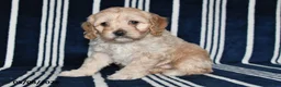 Cockapoo dogs for sale: Buttercup - Ad 1