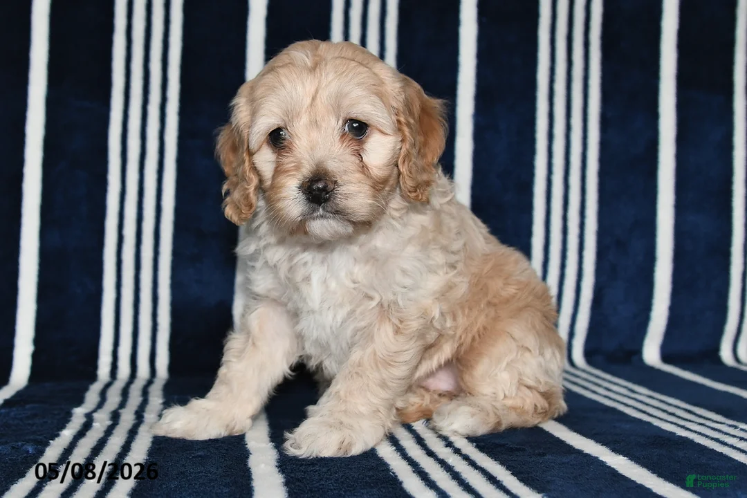 Cockapoo dogs for sale: Buttercup - Ad 1