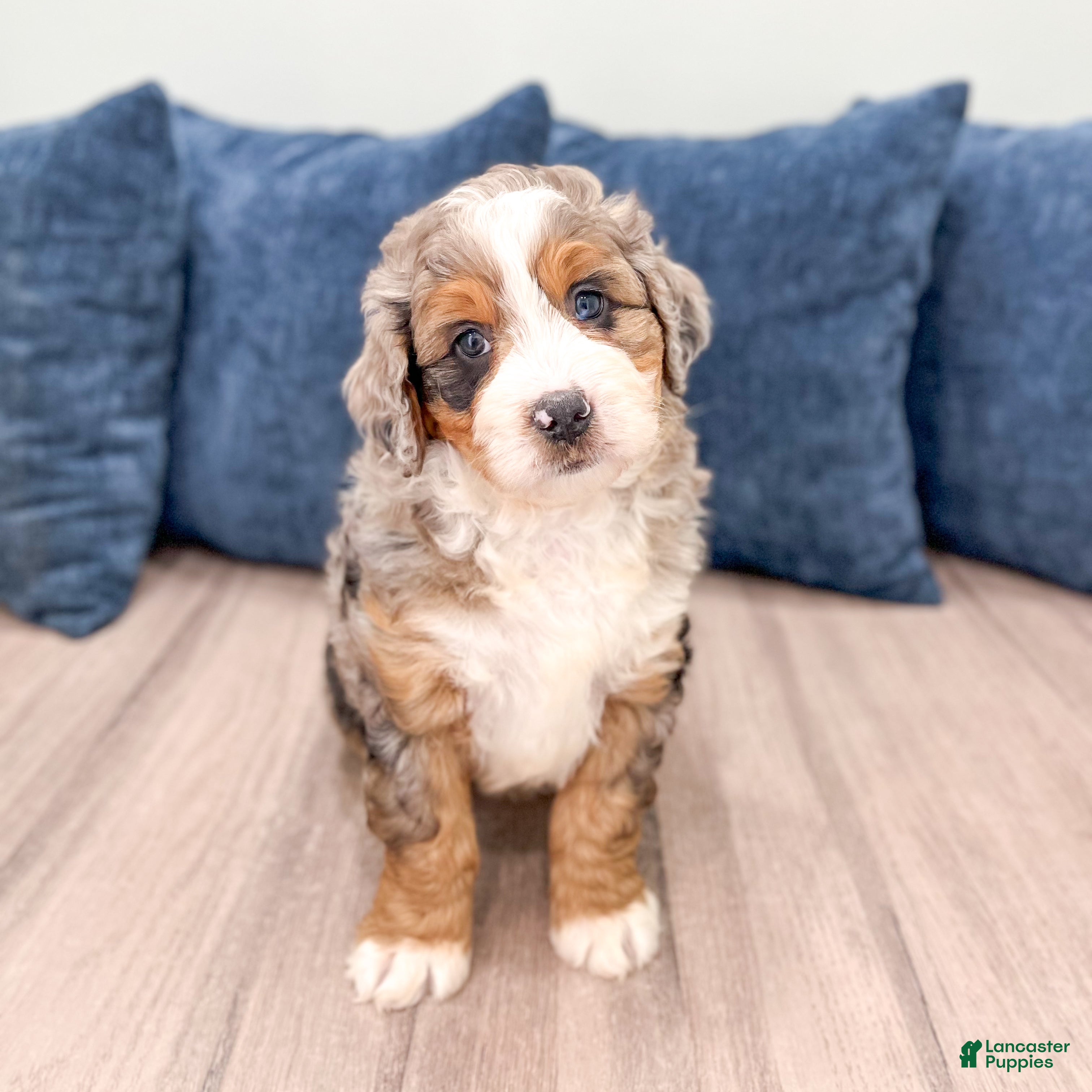 Mini Bernedoodle dogs for sale: Isabella - Ad 4