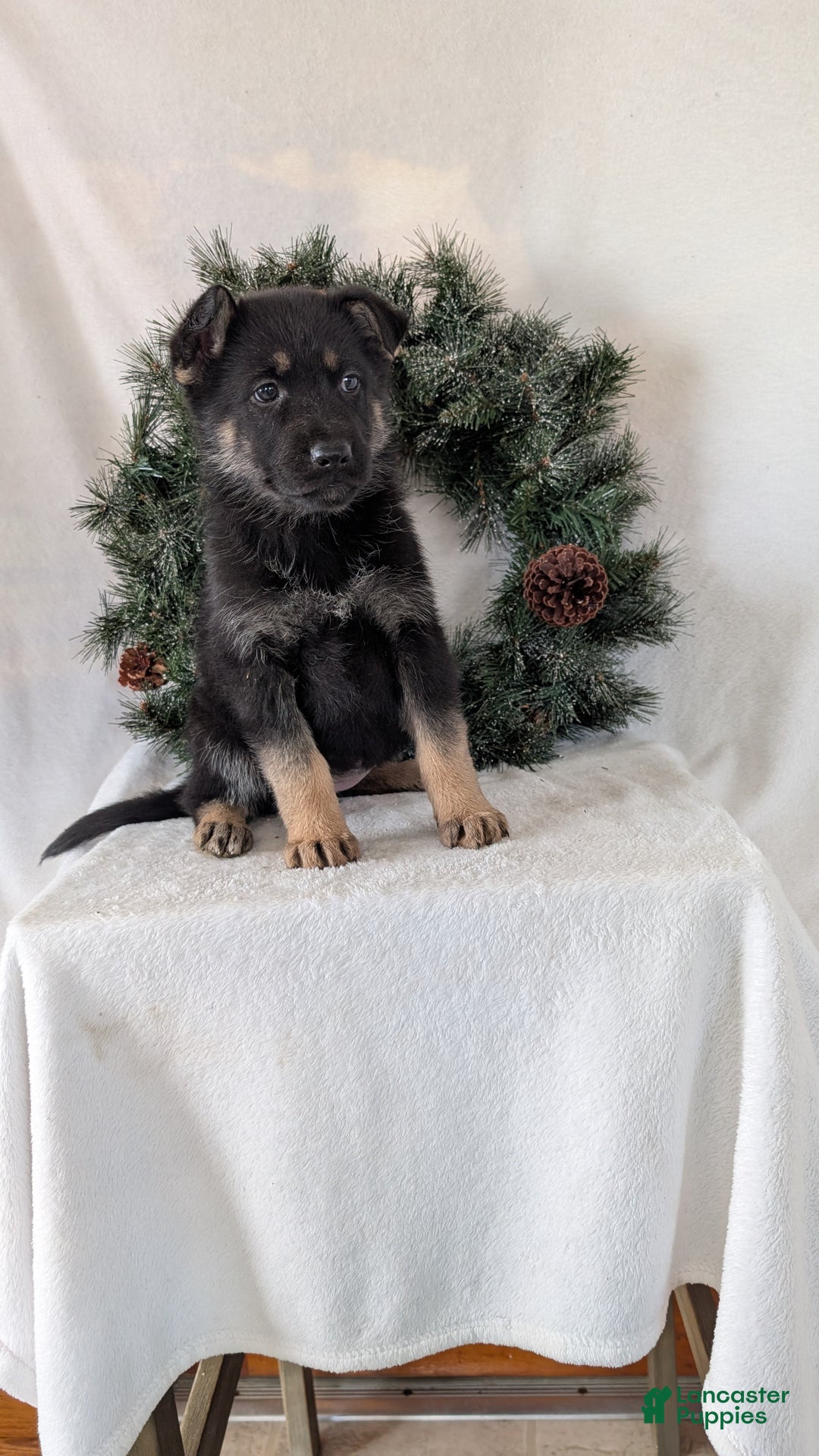 German Shepherd dogs for sale: Marge  - Ad 3