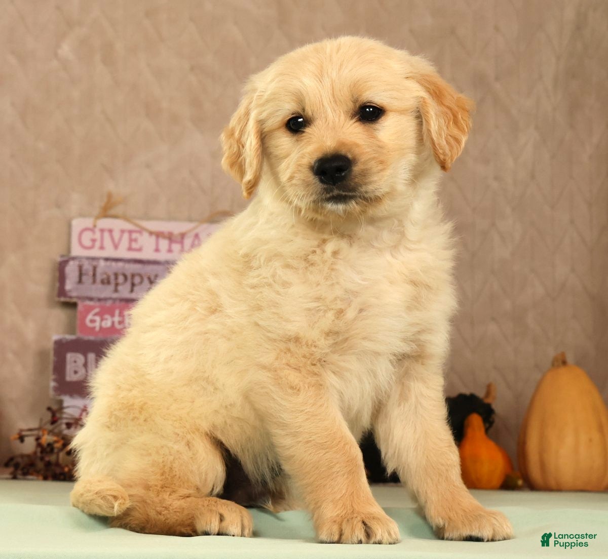 Golden Retriever dogs Shane - Ad 2