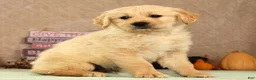 Golden Retriever dogs for sale: Shane - Ad 2