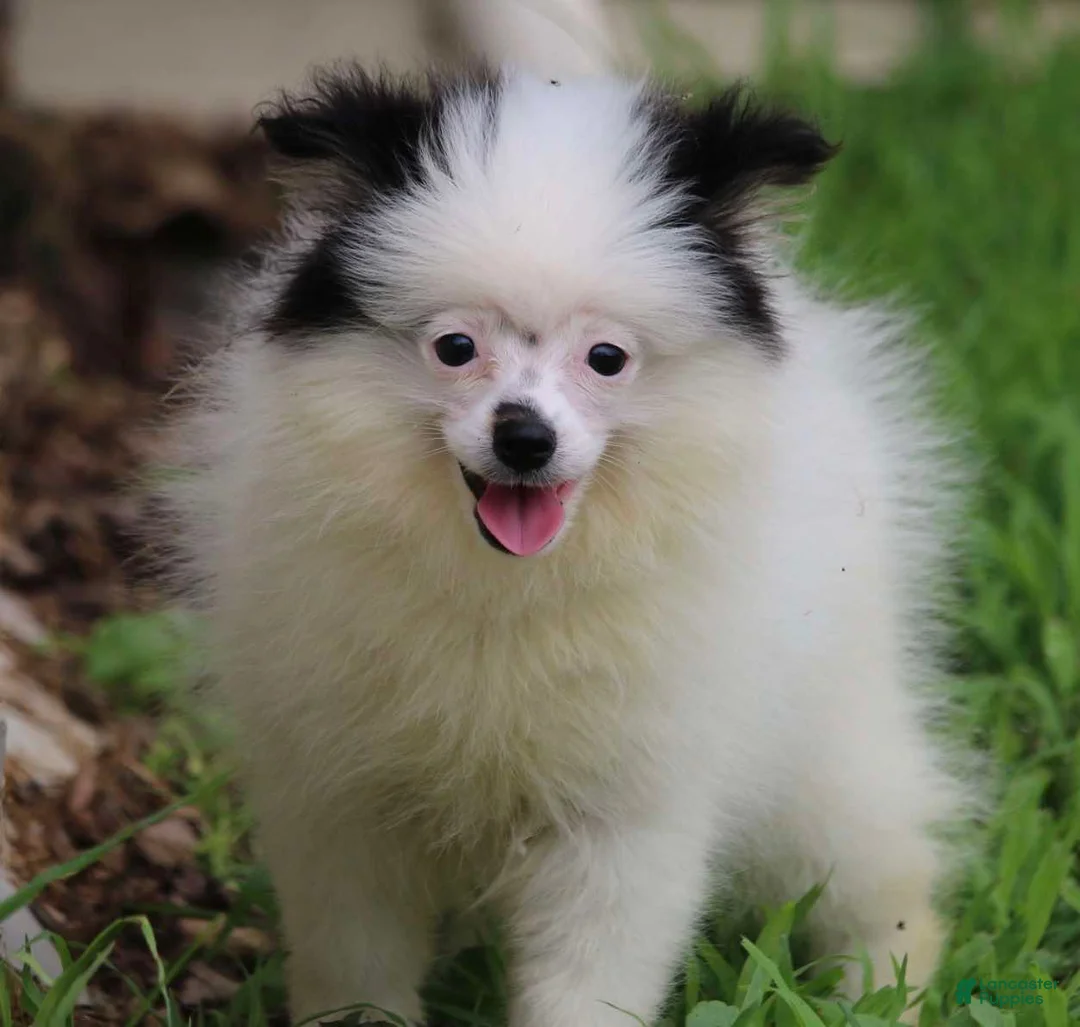 Pomsky dogs for sale: Tilly - Ad 5