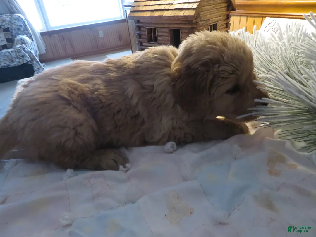 Golden Retriever dogs for sale: ANNABELLE - CHAMPION LINE - Ad 4