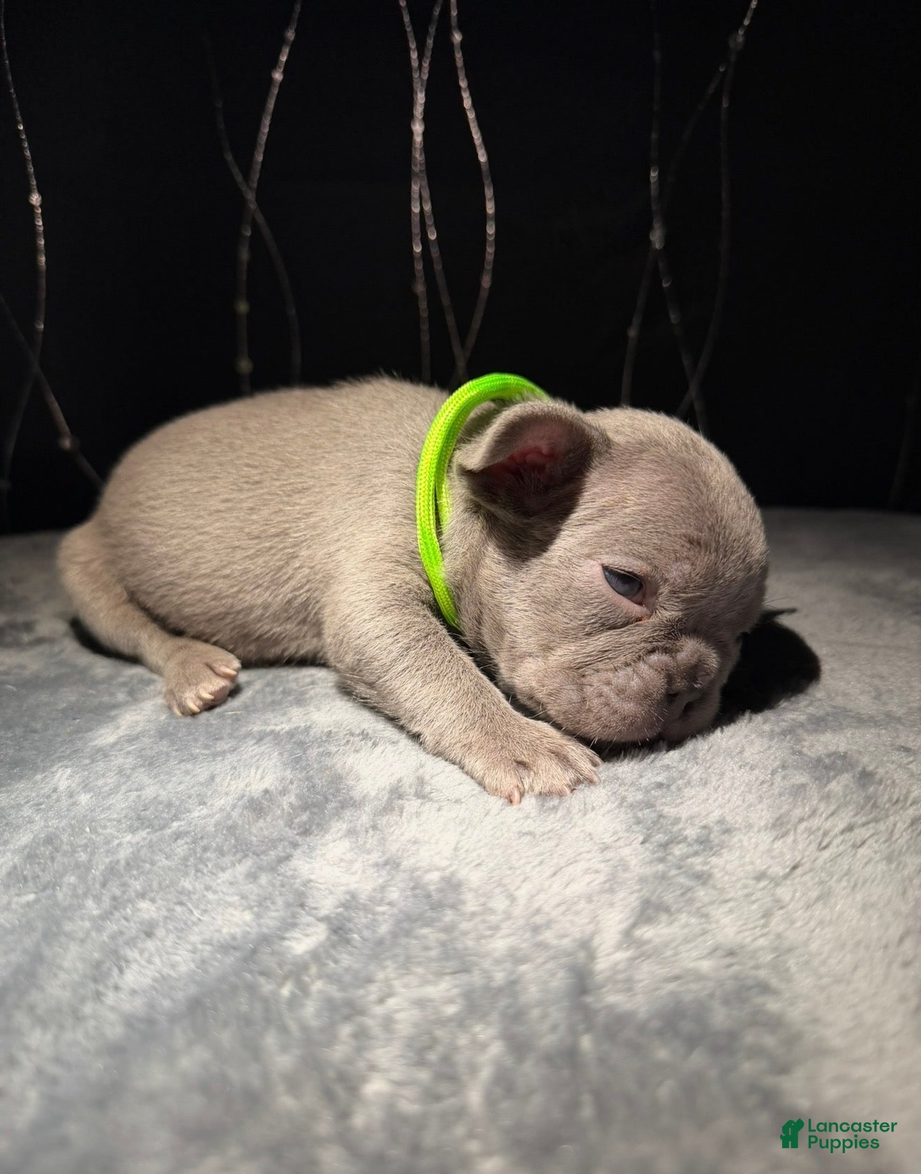 French Bulldog dogs HALO - Ad 6