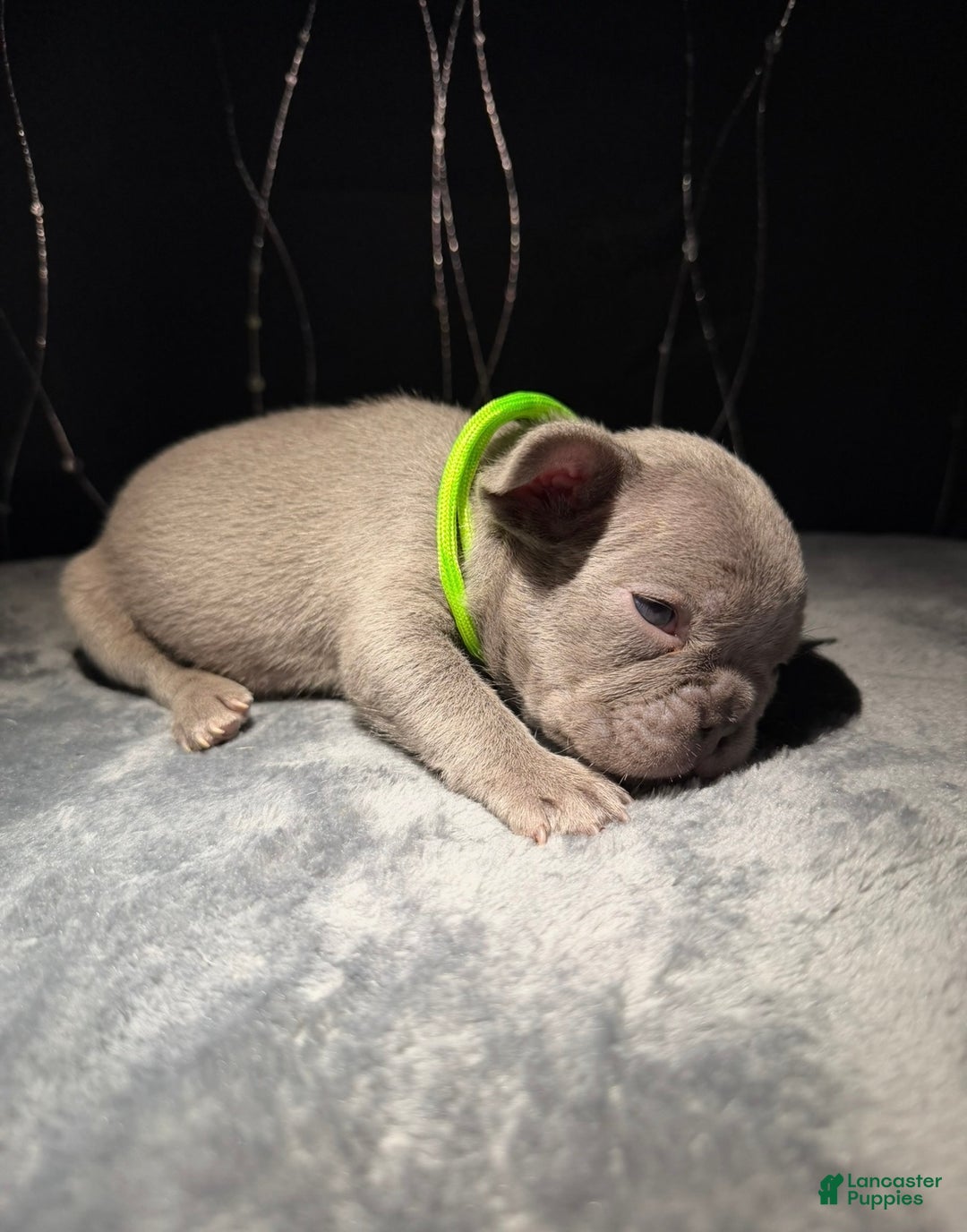 French Bulldog dogs for sale: HALO - Ad 1