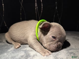 French Bulldog dogs for sale: HALO - Ad 4
