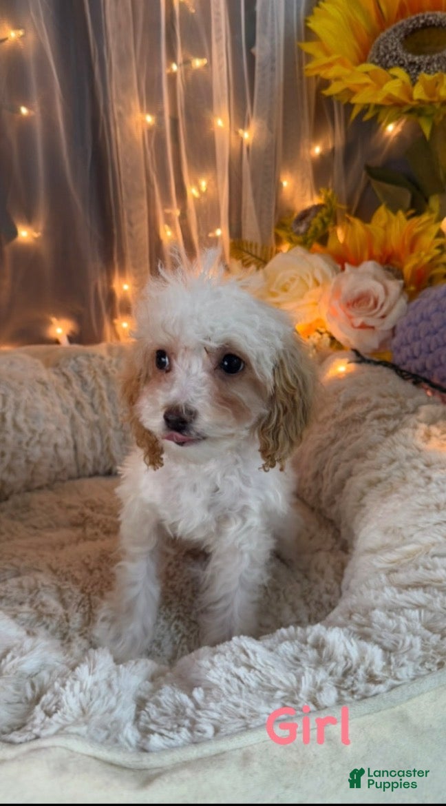 Miniature Poodle dogs Miniature Poodle 2 - Ad 2