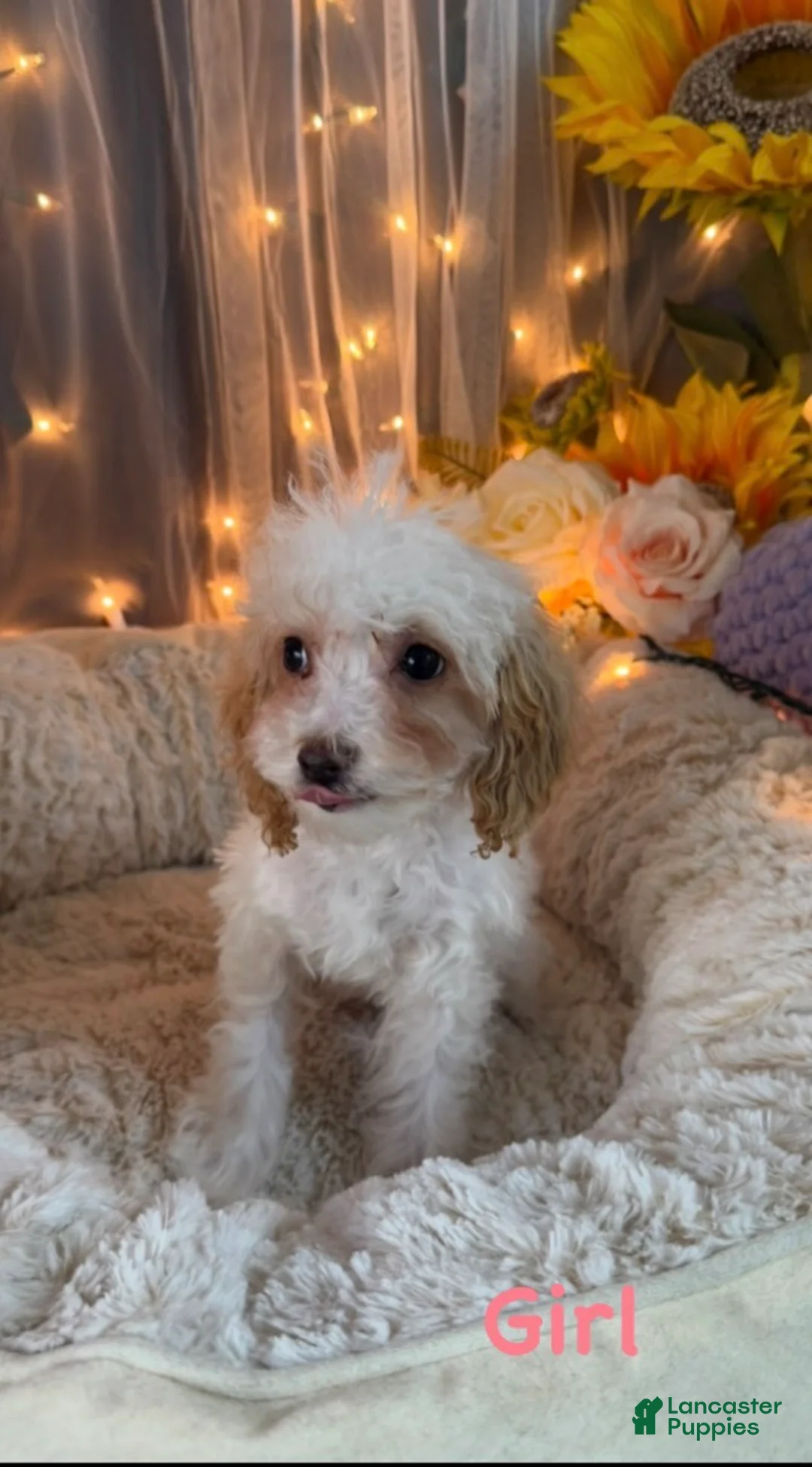 Miniature Poodle dogs for sale: Miniature Poodle 2 - Ad 2