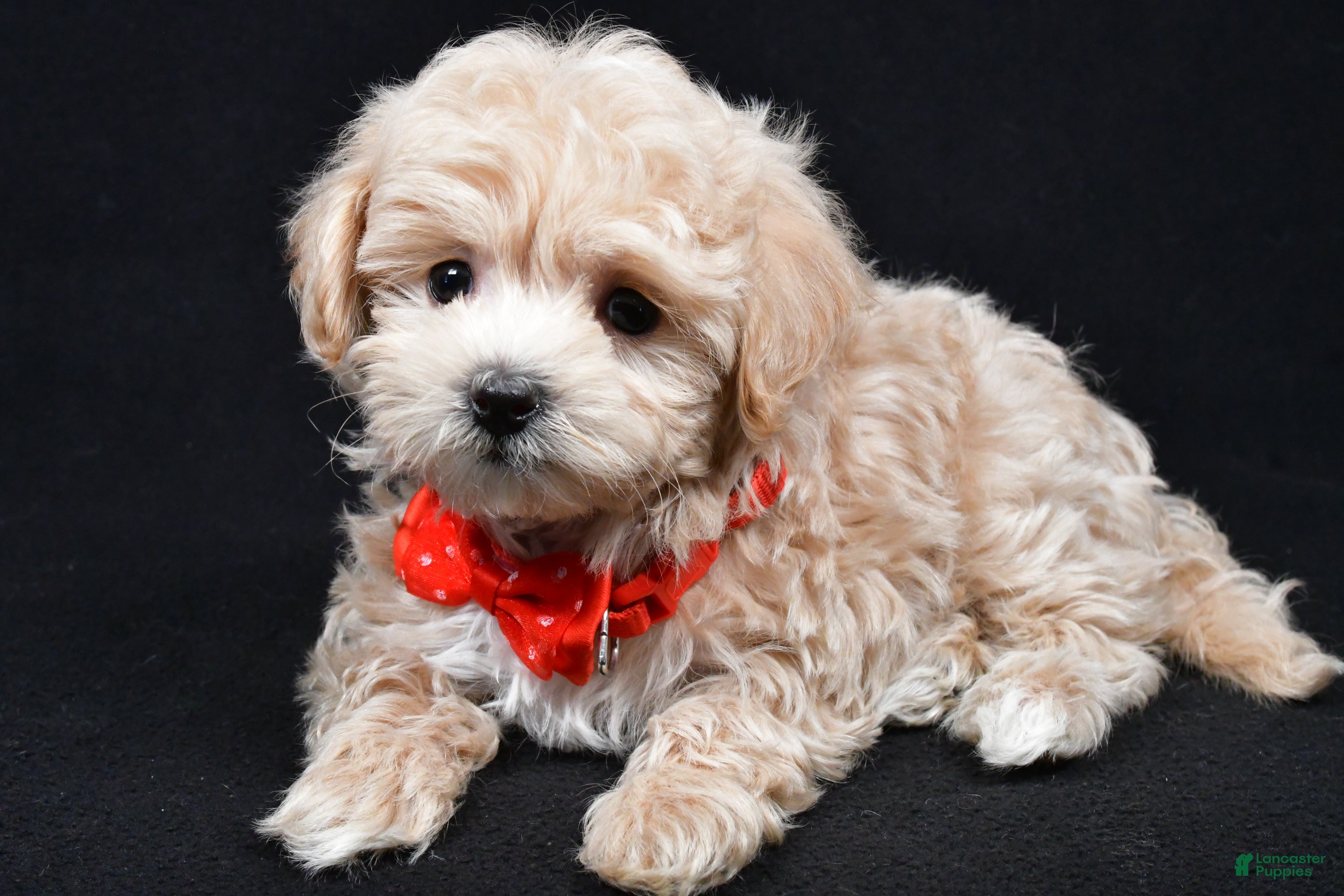 Maltipoo dogs Joey - Ad 2