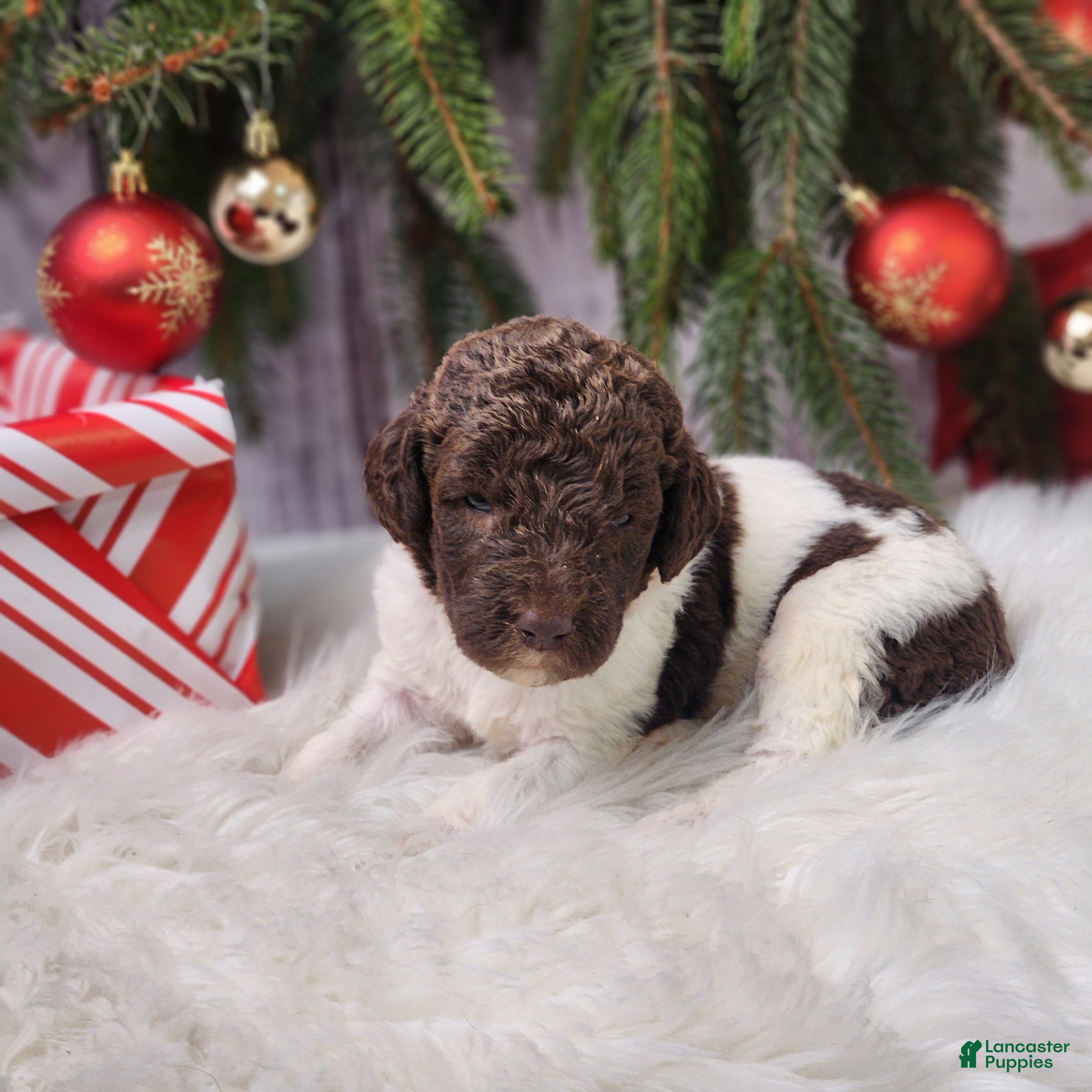 Labradoodle dogs Diana - F1B - Ad 4