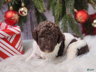 Labradoodle dogs Diana - F1B - Ad 1