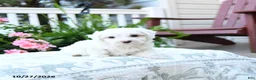 Maltipoo dogs for sale: Carly - Ad 3