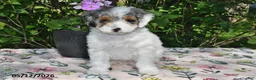 Miniature Poodle dogs for sale: Kari - Ad 4