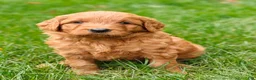 Goldendoodle dogs for sale: Chai - Ad 22